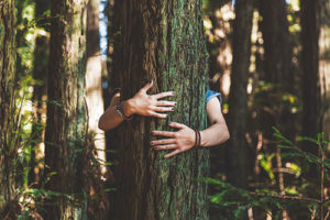 calin arbre