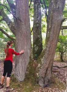 se ressourcer avec un arbre