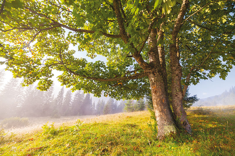 arbre