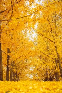 Ginko Biloba