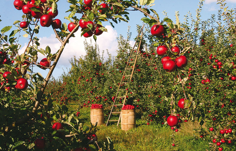 Pommier